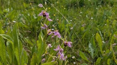 An image of a bee on an orchid close to some houses