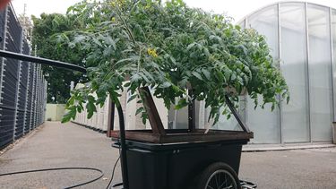 Hydroponic growth system inside a bike trailer