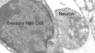 TEM innervation