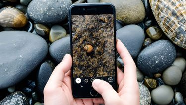 Image of person taking picture of a winkle with their mobile phone