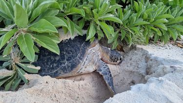 Turtle 