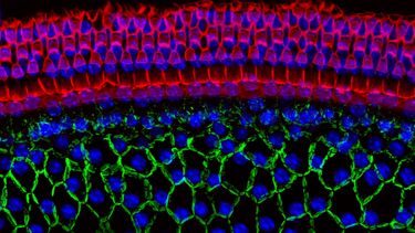 BBSRC grant