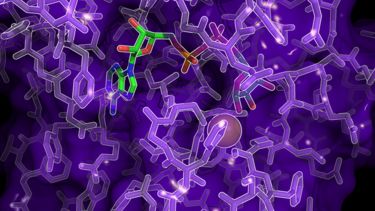 Image of treptococcus pyogenes Zn-Macro under a microscope
