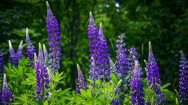 Photo of lupins