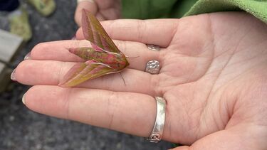 Photo of a student holding an insect