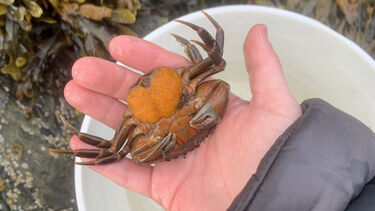 Photo of a crab