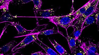 Image of cells