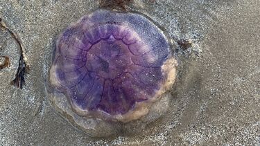 Jellyfish