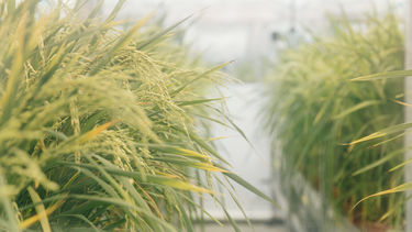Crops