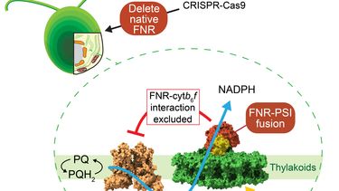 Gene-edited algae reveal role of FNR location in CET