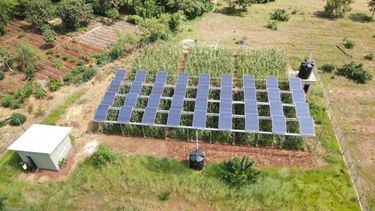 Field of solar panels with green crops being grown underneath 