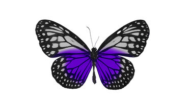 Butterfly with purple wings