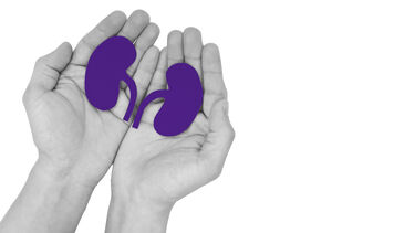 Hands holding purple kidneys