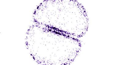 Purple bacteria
