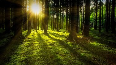 Sunlight through trees
