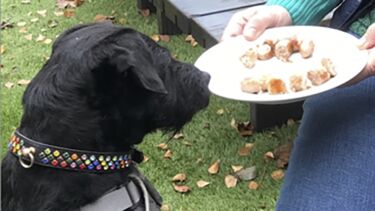 Image of Tidge the dog staring at a plate of snacks