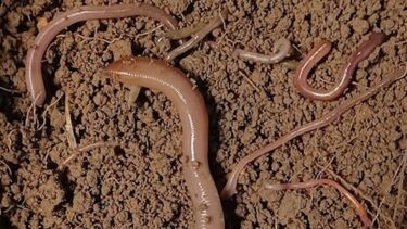 image of earthworm in the soil