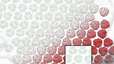 PSI trimer array