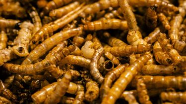 Close up of a pile of maggots