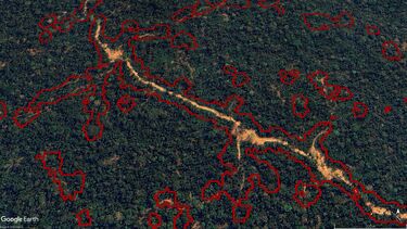 A google earth image showing data from the digital tools identifying where selective-logging has taken place in the rainforest.