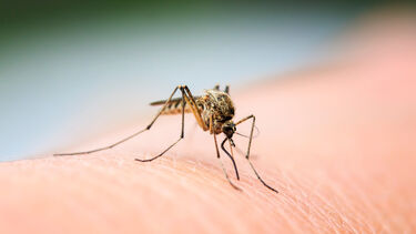 mosquito