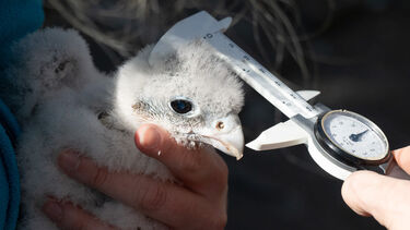 Peregrine Falcon chick being held and measured 