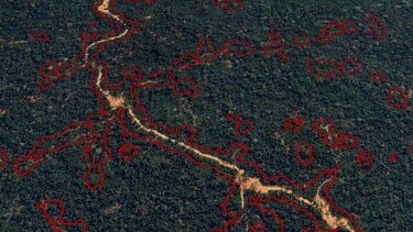 Logged forest 2023