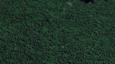 Unlogged forest 2020