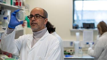 Professor Azzouz looking at a petri dish