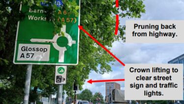 Upper Hanover tree pruning