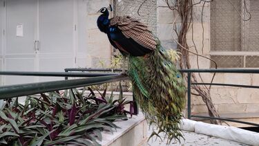 peacock
