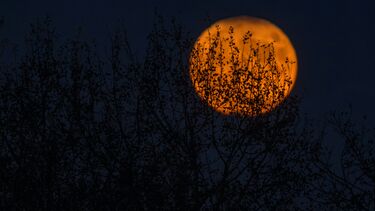 A large red moon with silhouette of trees
