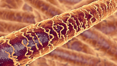 microscopic view of hair cuticle