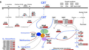 Glycine betaine demethylation