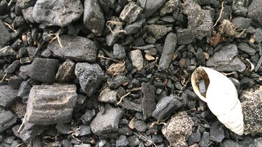 Image of Archaeological charcoal assemblage (not Durrington Walls) 