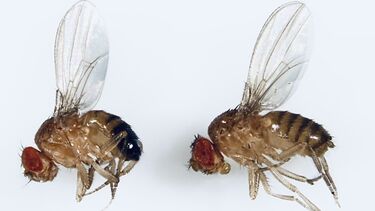 Two sedated adult Drosophila, one male and one female.