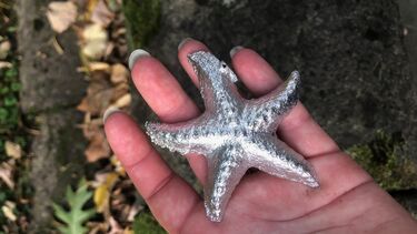 Materials Science and Engineering material project - metal starfish