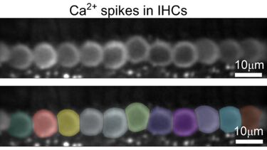 fede and walter review 2026