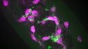 Scientific image - Fruit fly macrophages responding to wound in presence of apoptosis