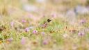 Bee flying in a meadow