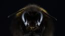 A close up of the face of a bee against a black background