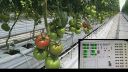 Smart farm growing tomatoes