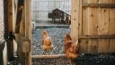 A photo of two chickens walking out of a door
