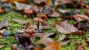 Mushrooms and fallen autumn leaves