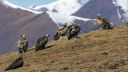 Himalayan griffon vultures