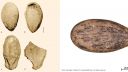 6,000-year-old watermelon seeds