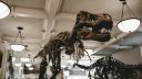 Dinosaur skeleton in a museum