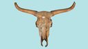 The skull of an aurochs, Bos primigenius, the ancestor of of beef and dairy cattle. 