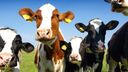 Cows in a fied