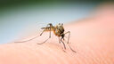 mosquito